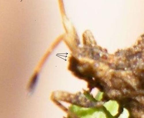Réf. 323 037 : Centrocoris variegatus